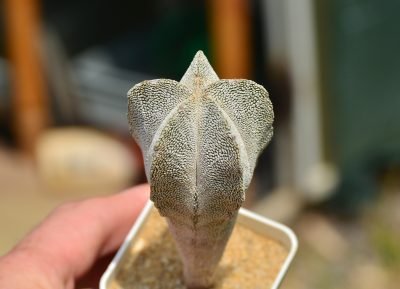 Astrophytum myriostigma cv Onzuka