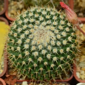 Mammillaria infernillensis.