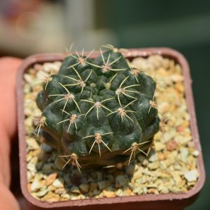 Gymnocalycium baldianum