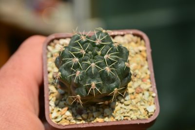 Gymnocalycium baldianum