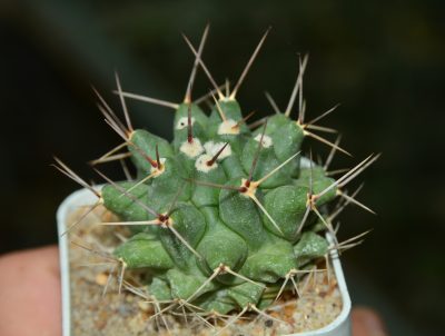 Tephrocactus rinconensis