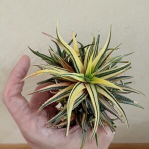 Haworthia Attenuata Variegated детки