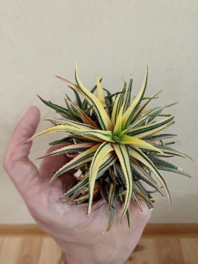 Haworthia Attenuata Variegated детки