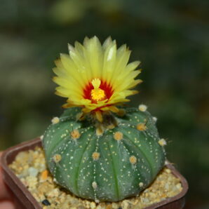 Astrophytum hybrid