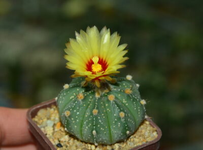 Astrophytum hybrid