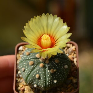Astrophytum asterias