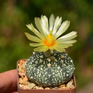 Astrophytum Super Kabuto