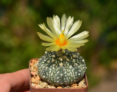 Astrophytum Super Kabuto