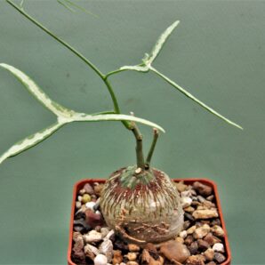 adenia-kirkii-arabuko-sokoke-kenya