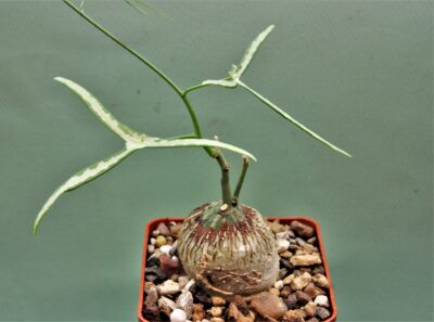 adenia-kirkii-arabuko-sokoke-kenya