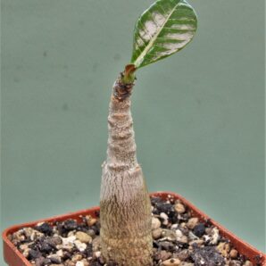 adenium-dhofarense-oman. Редкость