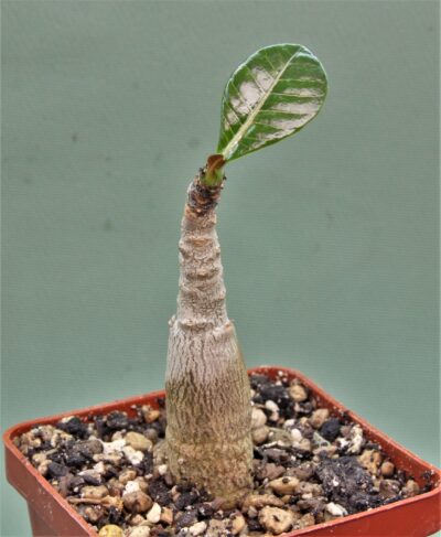 adenium-dhofarense-oman. Редкость