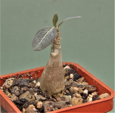 adenium-socotranum. Редкость