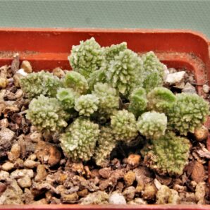 adromischus-marianae-v.herrei-cq460