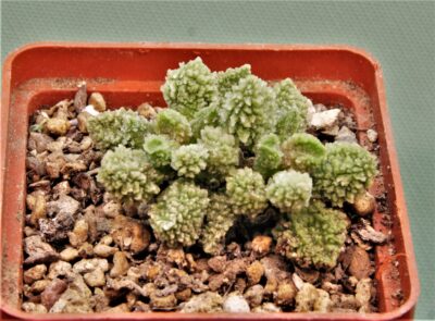 adromischus-marianae-v.herrei-cq460