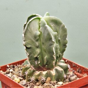 astrophyrum-myriostigma-fukurui-r1