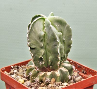 astrophyrum-myriostigma-fukurui-r1