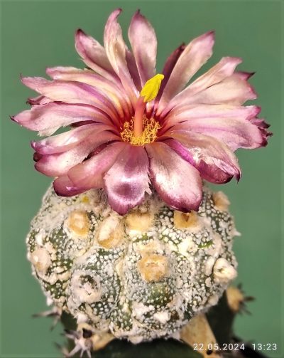 astrophytum-asterias-roseoflorum-p1 - Зображення 2