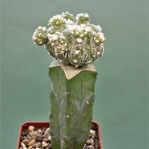 astrophytum-asterias-roseoflorum-p1