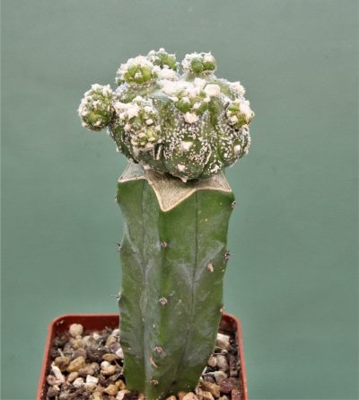 astrophytum-asterias-roseoflorum-p1