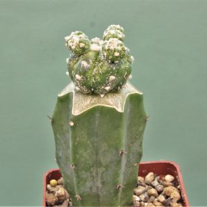 astrophytum-asterias-roseoflorum-p2