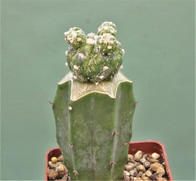 astrophytum-asterias-roseoflorum-p2
