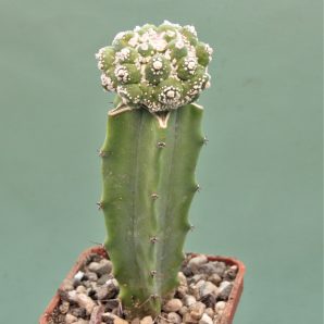 astrophytum-asterias-roseoflorum-p3
