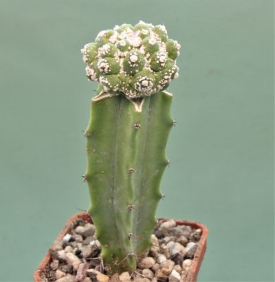 astrophytum-asterias-roseoflorum-p3