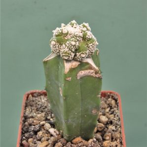 astrophytum-asterias-roseoflorum-p4.
