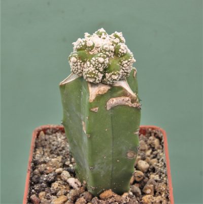 astrophytum-asterias-roseoflorum-p4.