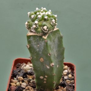 astrophytum-asterias-roseoflorum-p5.