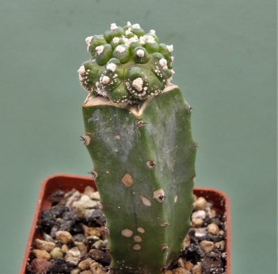 astrophytum-asterias-roseoflorum-p5.