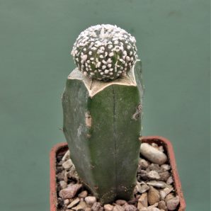 astrophytum-asterias-super-kabuto-2