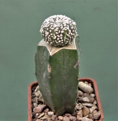 astrophytum-asterias-super-kabuto-2