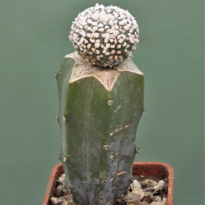 astrophytum-asterias-super-kabuto1