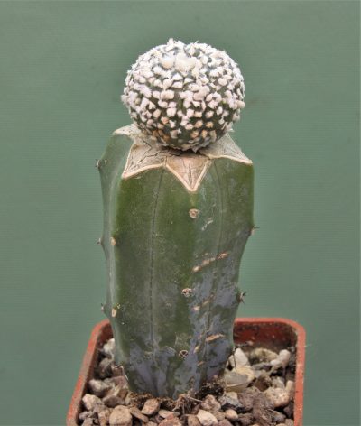 astrophytum-asterias-super-kabuto1