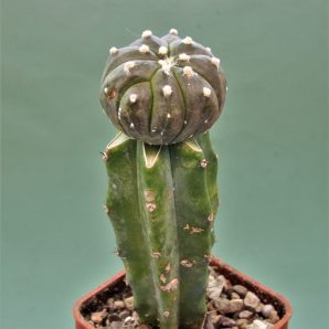 astrophytum-asterias-v-nudum-f-violet-r1