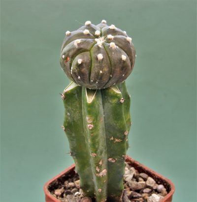 astrophytum-asterias-v-nudum-f-violet-r1
