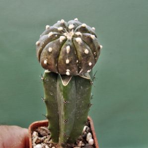 astrophytum-asterias-v-nudum-f-violet-r2
