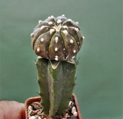 astrophytum-asterias-v-nudum-f-violet-r2