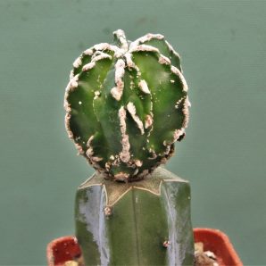 astrophytum-myriostigma-fukuryu