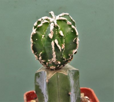 astrophytum-myriostigma-fukuryu