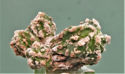 astrophytum-myriostigma-hannya-fukuryu - Зображення 2