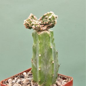 astrophytum-myriostigma-hannya-fukuryu