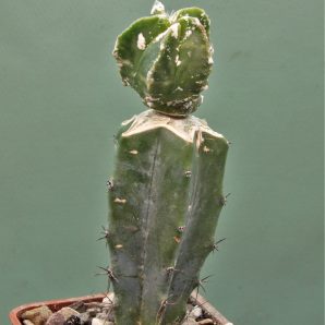 astrophytum-myriostigma-variegata-1