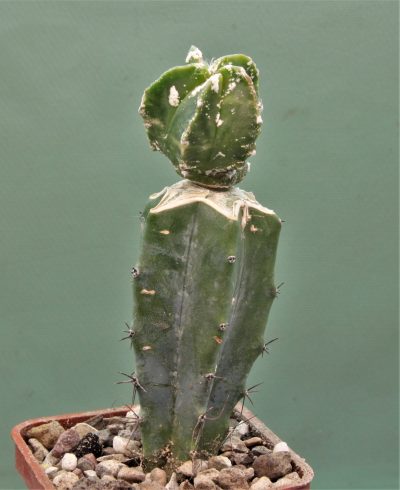 astrophytum-myriostigma-variegata-1