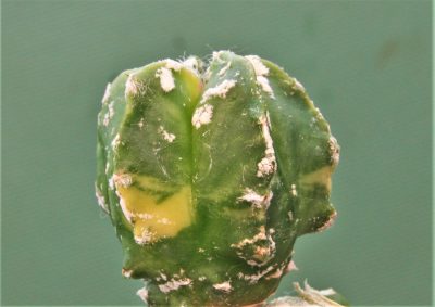 astrophytum-myriostigma-variegata-1 - Зображення 2