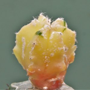 astrophytum-myriostigma-variegata-2