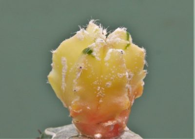 astrophytum-myriostigma-variegata-2