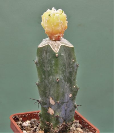 astrophytum-myriostigma-variegata-2 - Зображення 2